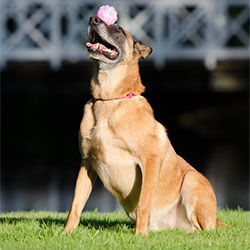It Is Necessary To Understand Your Dog's Capabilities Before You Teach Buddy New Tricks